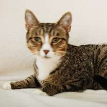 Thumbnail photo of Josie #3