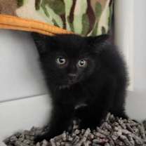 Thumbnail photo of Nacho Cat #2