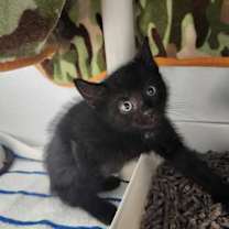 Thumbnail photo of Pico De Gato #2