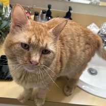 Thumbnail photo of Maurice #3