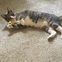 Thumbnail photo of Clint Eastwood #4