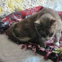 Thumbnail photo of Nina #3