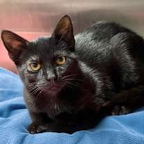 Thumbnail photo of DAYA #1