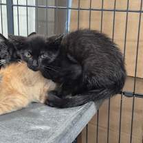 Thumbnail photo of DAYA #2