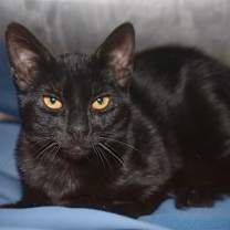 Thumbnail photo of DAYA #3