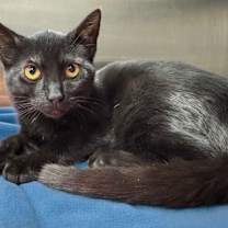 Thumbnail photo of DAYA #4