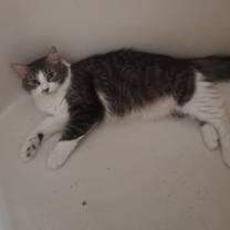 Thumbnail photo of Phoenix #2