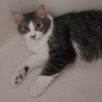 Thumbnail photo of Phoenix #4