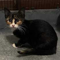 Thumbnail photo of Missy #2