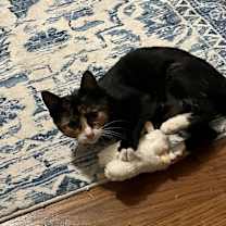 Thumbnail photo of Missy #4