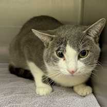 Thumbnail photo of VONN #3