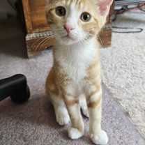 Thumbnail photo of Chips #4