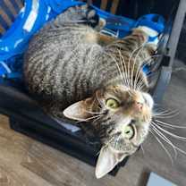 Thumbnail photo of Pop Tart #1