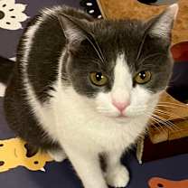 Thumbnail photo of Chacha #3