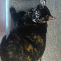 Thumbnail photo of Abby #3