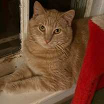 Thumbnail photo of Biff #4