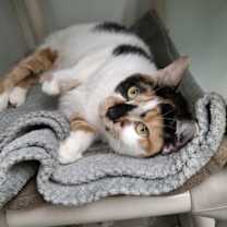 Thumbnail photo of Quinn #4