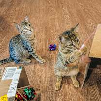 Thumbnail photo of Guac 2182 #2