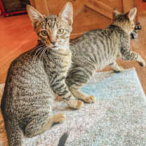 Thumbnail photo of Guac 2182 #3