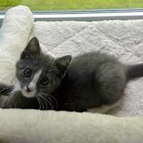 Thumbnail photo of Muffin and Strudel #1