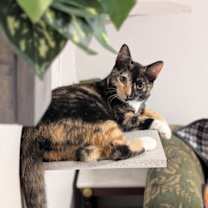 Thumbnail photo of *Zezi #1