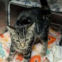 Thumbnail photo of Wilma #3