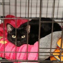 Thumbnail photo of Veni #1