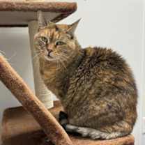 Thumbnail photo of Mischa #2