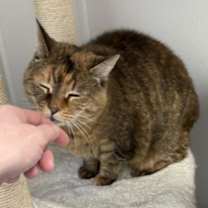 Thumbnail photo of Mischa #3