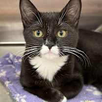 Thumbnail photo of NIRAN #1