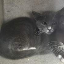 Thumbnail photo of MEECHEE #3