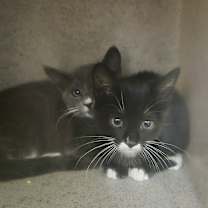 Thumbnail photo of NIRAN #3