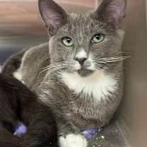 Thumbnail photo of MEECHEE #4