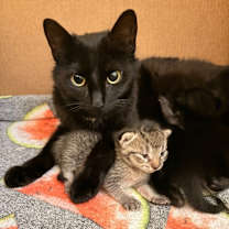 Thumbnail photo of Ember #1