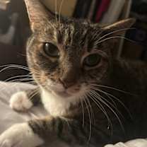 Thumbnail photo of Sable #1