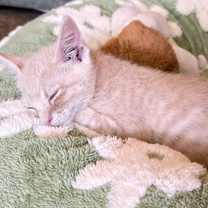 Thumbnail photo of Foxy #3