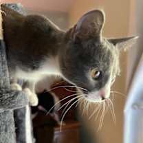 Thumbnail photo of Sullivan #3