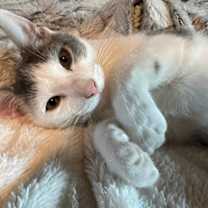 Thumbnail photo of Gilbert #1