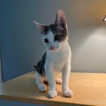 Thumbnail photo of Gilbert #2