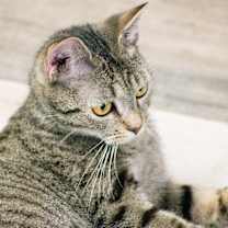 Thumbnail photo of Luna #3