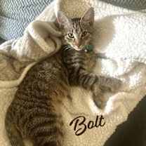 Thumbnail photo of Bolt #brother-of-Tornado #1