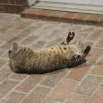 Thumbnail photo of Sweet Cat "Momma" #3