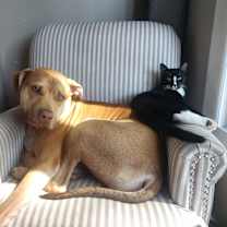 Thumbnail photo of McFlurry #2