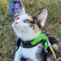 Thumbnail photo of Confetti #1