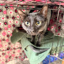 Thumbnail photo of Ember #3