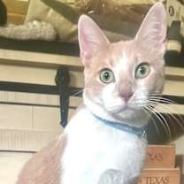 Thumbnail photo of Ember #brother-of-Coal #2