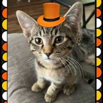 Thumbnail photo of Cobra (Green) #1