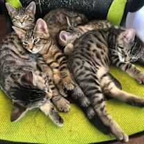 Thumbnail photo of Cobra (Green) #2