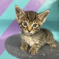 Thumbnail photo of Cobra (Green) #3