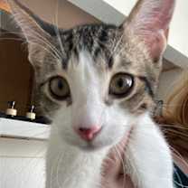 Thumbnail photo of CHOCOLATE CHIP #2